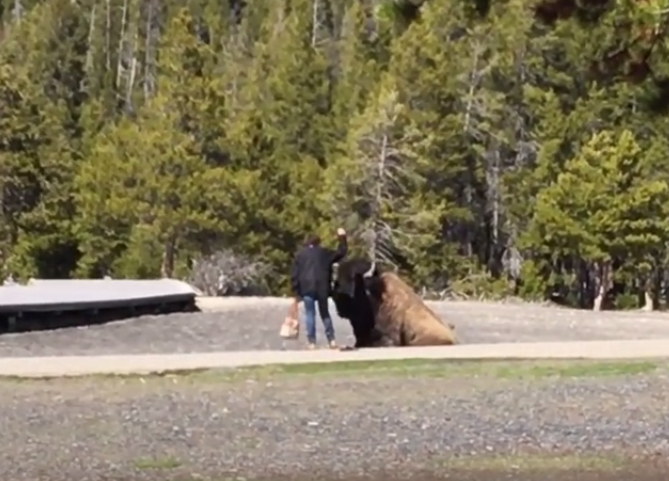 Jerry the Bison Whisperer
