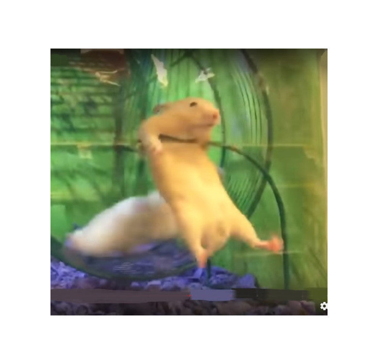 Hamster Goes Full Send