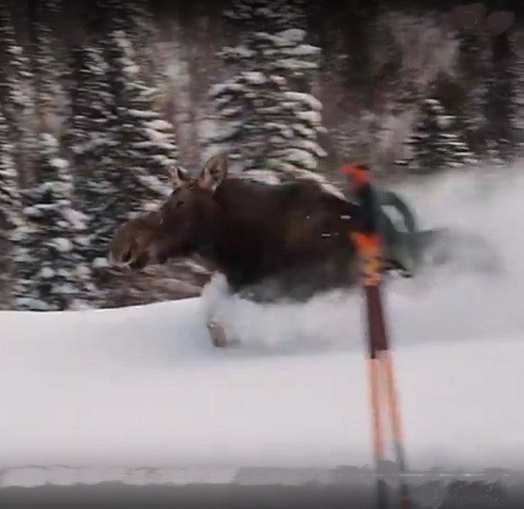Moose Face Shots
